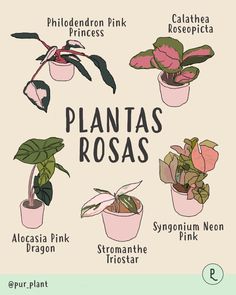 plants that are labeled in spanish and english