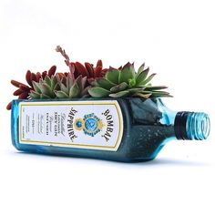 a bottle filled with succulents sitting on top of a table