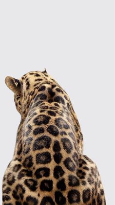 the back end of a large leopard's head