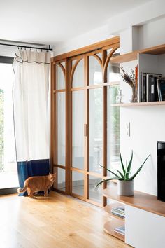 a cat is standing in the middle of a living room with wooden floors and large windows