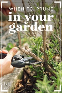 Take the mystery out of when to prune your plants by following our quick-and-easy guide to trimming garden favorites. #indoorgardening #houseplants #bhg Pruning Plants, Grow Garden, Fall Gardening, Garden Remedies, Gardening Projects, Rooting Hormone, Outdoor Deco, Gardening 101, Have Inspiration