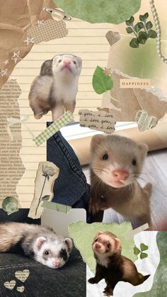 an image of ferrets collaged together