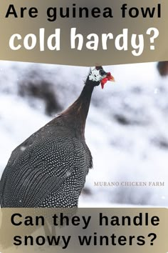 a chicken with the words are guinea fowl cold hard? can they handle snowy winters?