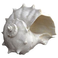 a close up of a sea shell on a white background