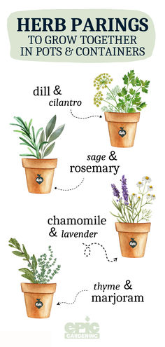 An infographic of different herbs that are paired together in pots Concrete Herb Garden, Small Kitchen Herb Garden Ideas, Herb Jars Aesthetic, How To Grow Lemongrass In A Pot, Herb Gardens In Pots, Medicinal Herbs To Grow Indoors, Diy Pot Garden, Kitchen Garden In Pots, Kitchen Garden Ideas Outdoor