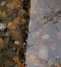 the reflection of leaves on the water is shown