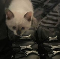 a small white kitten sitting on top of a pair of black shoes