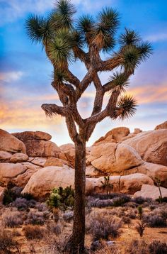 a joshua tree in the desert at sunset