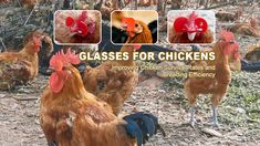 Chicken Eyeglasses Chicken Cages, The Creator