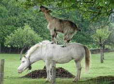 a goat is standing on top of a horse's head and the words teamwork are below it