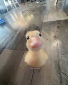 a baby duck is looking up at the camera