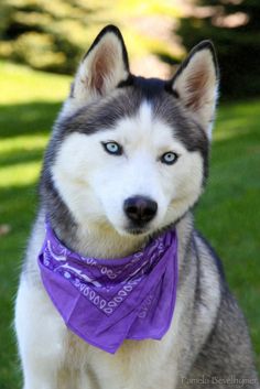 a husky dog wearing a purple bandana in the grass with its tongue hanging out