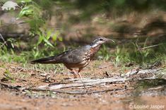 a bird is standing on the ground near some grass and dirt with trees in the background