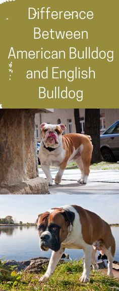 the differences between american bulldog and english bulldog are shown in two pictures, one is brown and white