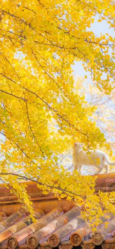 a white horse standing on top of a roof next to yellow leaves in the fall