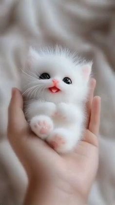 a small white kitten sitting on top of a person's hand with it's eyes wide open