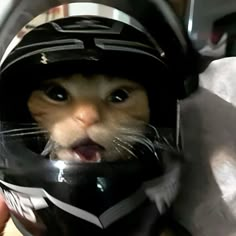 a cat wearing a helmet and sticking its tongue out