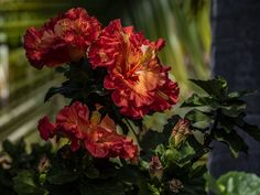 red flowers blooming in the sun on a sunny day