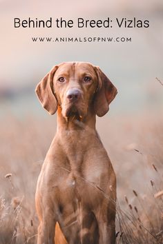 a dog sitting in the middle of a field with text that reads how to calm down your vizsa