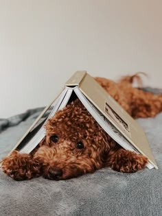 a brown dog laying on top of a bed with a book in it's mouth