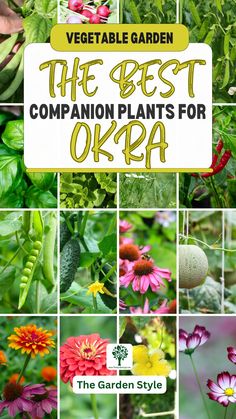 the best companion plants for okra are here in this garden guide and they're easy to grow