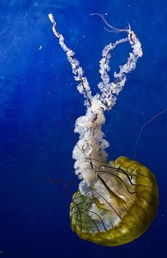 an underwater jellyfish swimming in the blue water