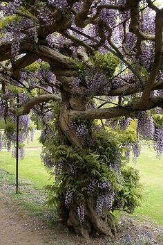 a tree with purple flowers growing on it