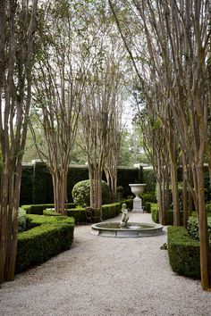 a fountain surrounded by hedges and trees