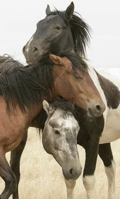 two horses standing next to each other on a dry grass field with their heads together