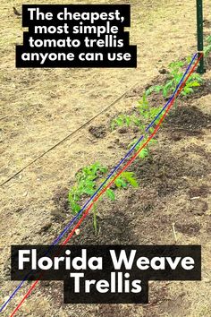 there are many plants growing in the ground with words above them that read, florida wave trellis