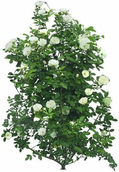 white roses are growing on the top of a tree in front of a white background