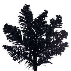 a black pine tree is shown against a white background