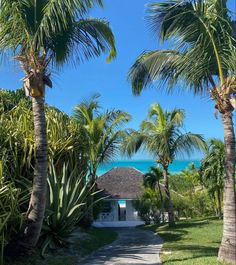 palm trees line the path to an ocean side hut