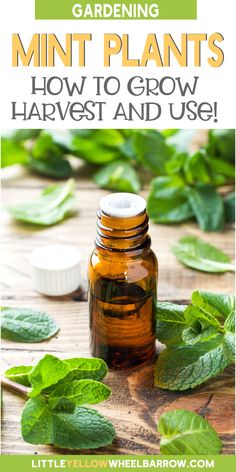 a bottle of mint plants sitting on top of a wooden table with leaves around it