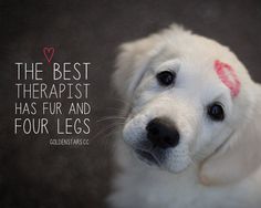 a white dog with a red marker on its forehead and the words, the best therapy has fur and four legs