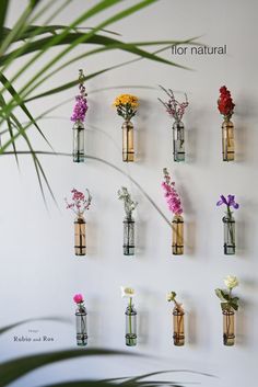 there are many vases with flowers in them on the wall next to a plant