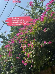 pink flowers growing on the side of a building next to power lines with text that reads, just me documenting everything on my way home