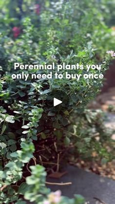 the words perennial plants you only need to buy once are displayed in front of a row of bushes