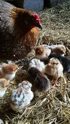 a group of chickens sitting on top of hay