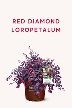 a potted plant with purple flowers in it and the words red diamond loropetaum