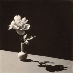 a black and white photo of a flower in a vase on a table with shadow