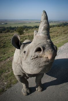 a white rhino standing on top of a dirt road next to a lush green field