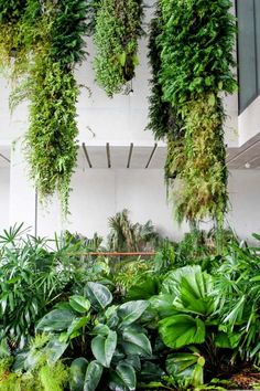 plants hanging from the ceiling in a building