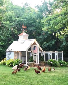 chickens are walking around in the grass near a small shed with a chicken house on top