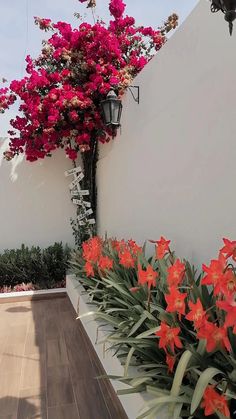 red flowers are growing on the side of a white wall