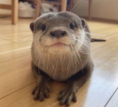 an otter is sitting on the floor looking at the camera with its mouth wide open