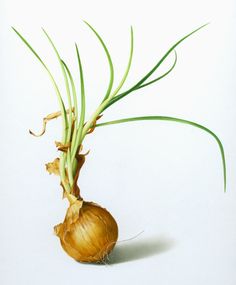 an onion is shown with green leaves on the top and bottom end, in front of a white background