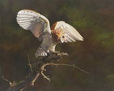 an owl landing on top of a tree branch