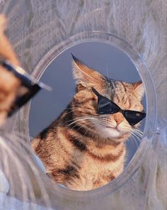 a cat wearing sunglasses looking at itself in a mirror