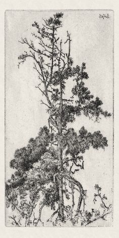 a drawing of a pine tree with no leaves